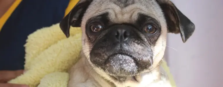 Habrá servicios veterinarios gratuitos este viernes en Rincón de Romos