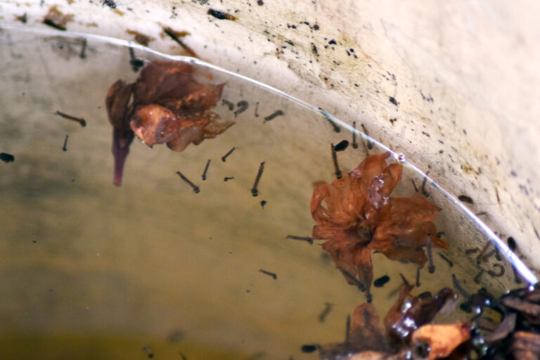 Se descarta emergencia sanitaria por Dengue en Aguascalientes