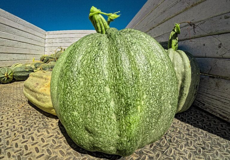 Calabazas del campo de Aguascalientes presentes en los tradicionales festejos del Día de muertos