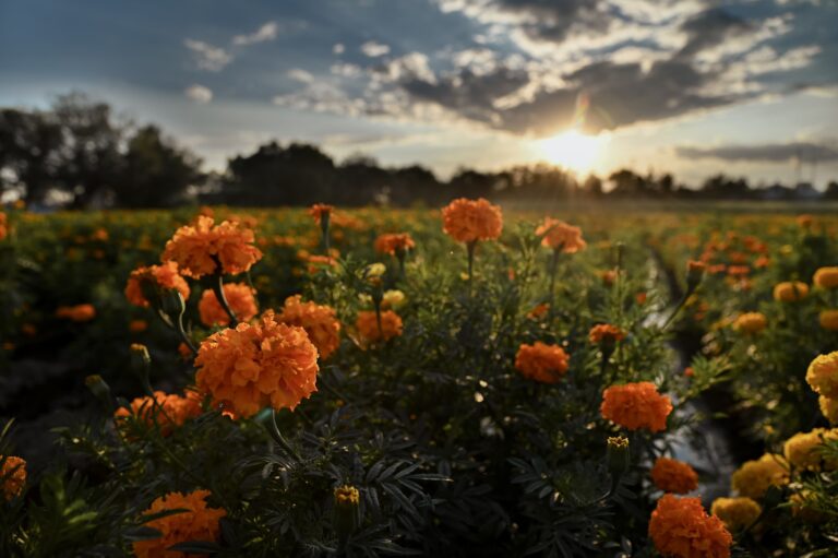Vive la magia de los campos de cempasúchil en Jesús María
