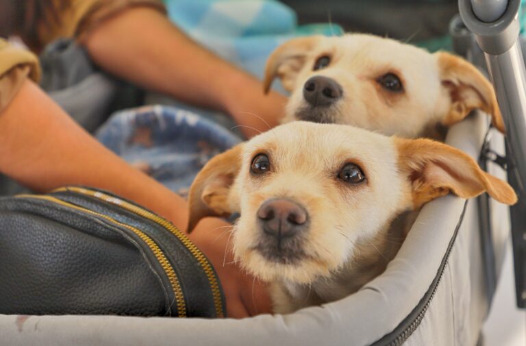 Campañas gratuitas de esterilización y educación infantil: Jesús María por los animales