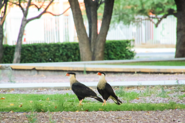 UAA presente en el 2º Congreso Latinoamericano de las Aves a realizarse en Colombia