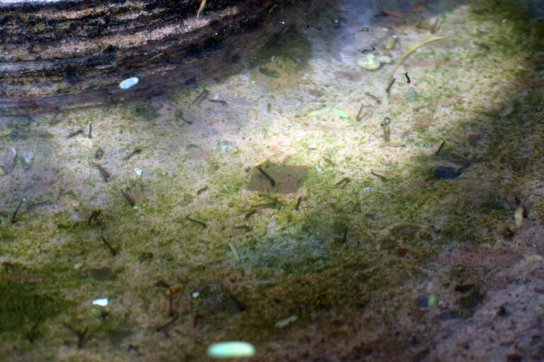 Cierra octubre con más de 2 mil casos confirmados de Dengue en Aguascalientes