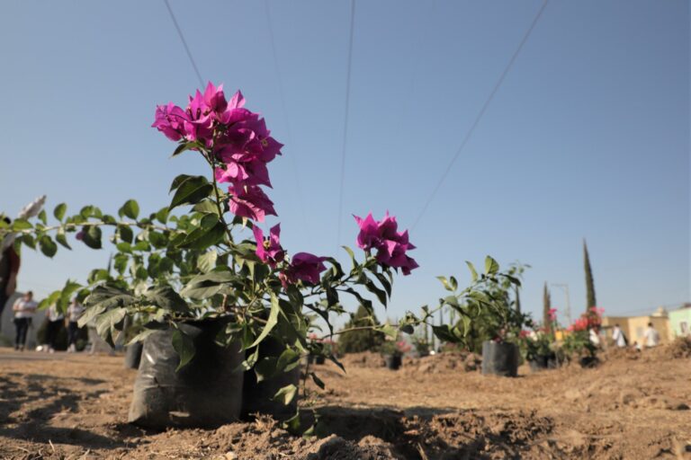 Continúa la reforestación en el primer cuadro de Jesús María