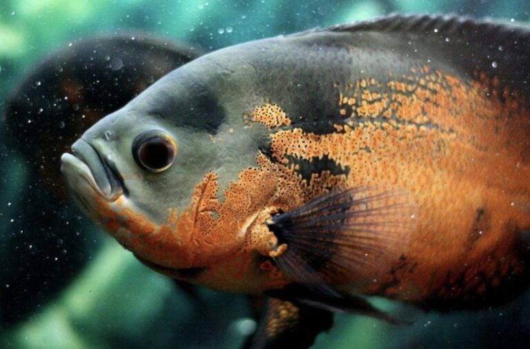 ¿Qué Peces Puedo Tener de Mascota y Cómo Cuidarlos?
