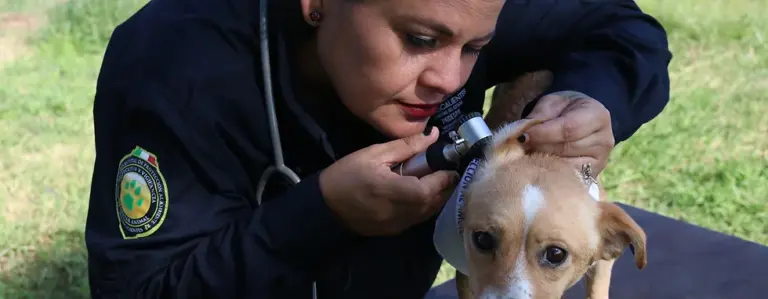 Servicios veterinarios gratuitos este viernes 6 de diciembre en La Congoja