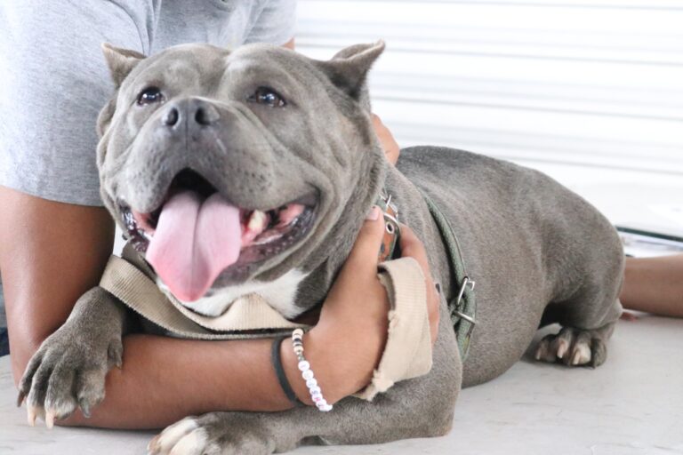 Disminuye violencia animal al cierre de este año, suman 1,420 reportes