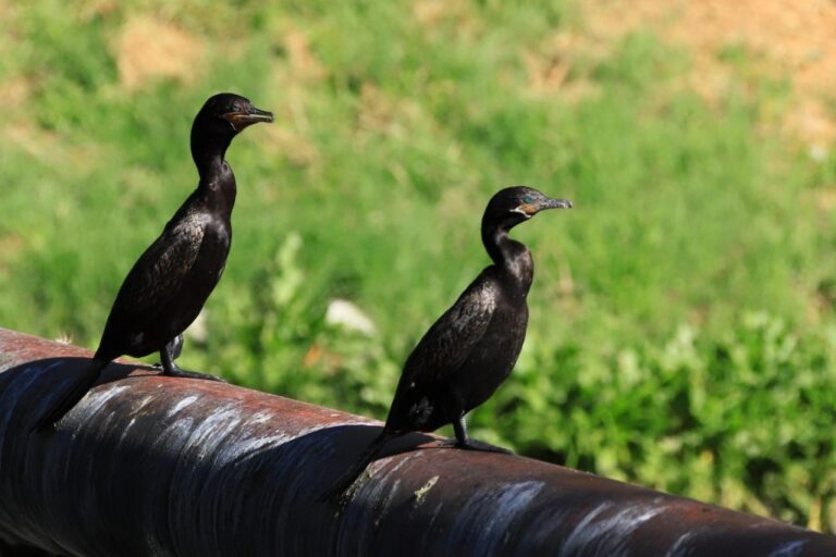 UAA celebró la Semana de las Aves con diversas actividades 