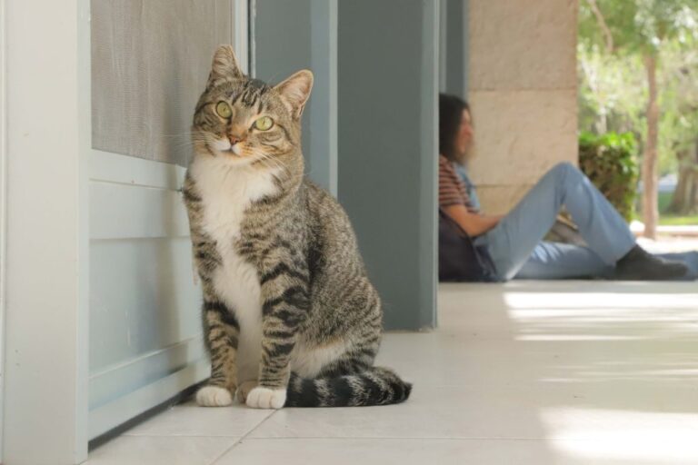 “Michis UAA”, iniciativa a favor de la vida digna de los animales