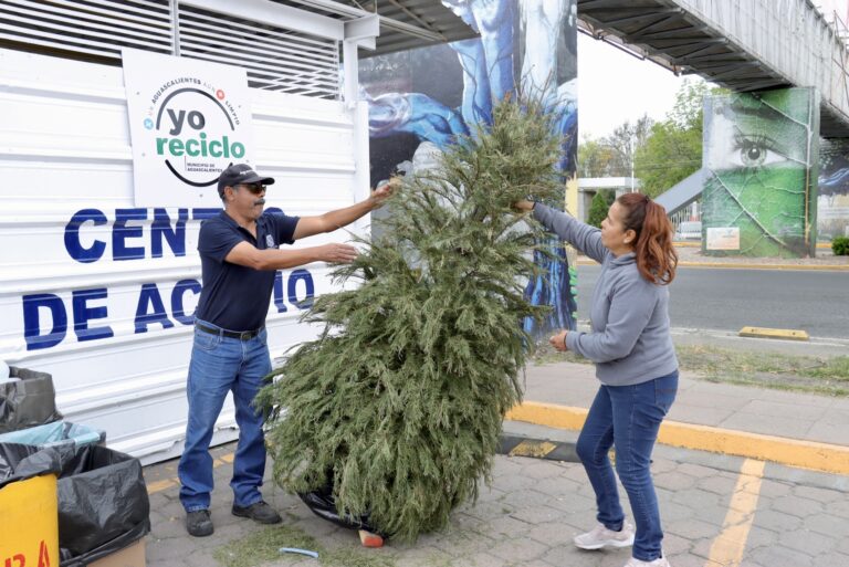 Servicios Públicos pone en marcha programa anual de acopio de árboles naturales navideños