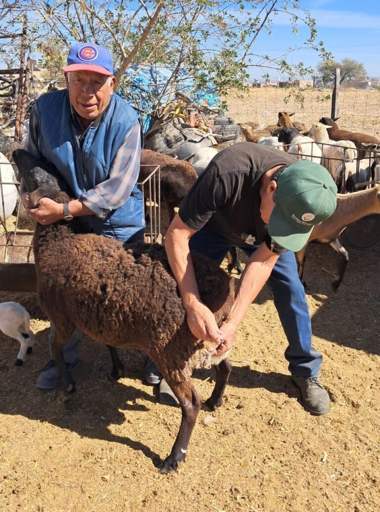 Emprenden acciones para la salud del hato ovino en Jesús María