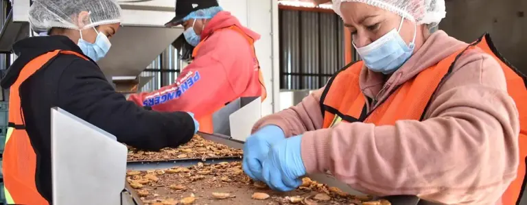 Familias de migrantes podrán emprender su propio negocio con apoyos de hasta 200 mil pesos