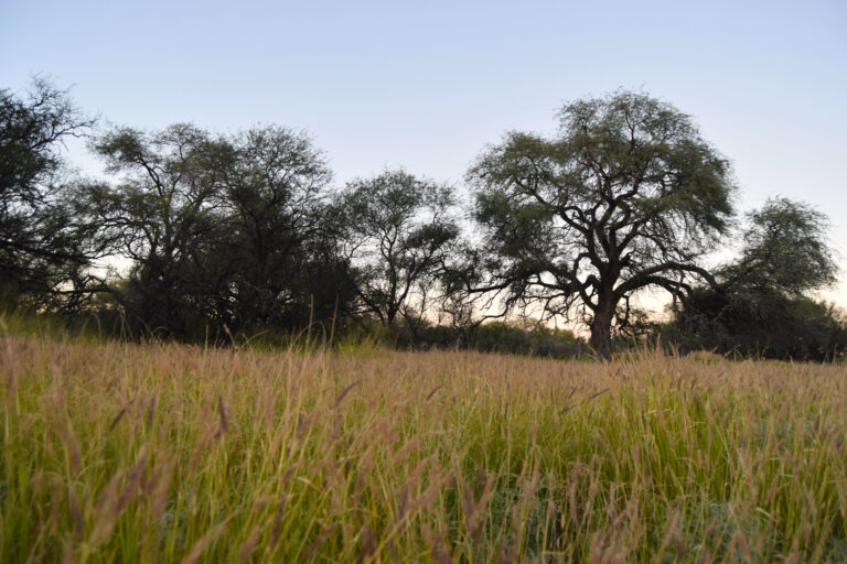 Actualización del Programa de Ordenamiento Ecológico Local: entre amparos y conservación ambiental