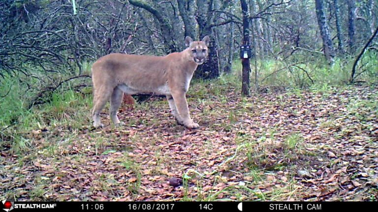 Años de sequía afectaron a la vida silvestre en Aguascalientes