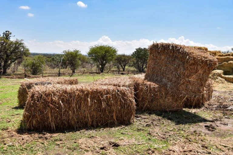 Campesinos amagan con abandonar el campo si no subsidian el pago de luz en Aguascalientes