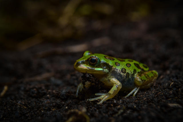 ¡Plántate con ADN-A por los derechos ambientales!