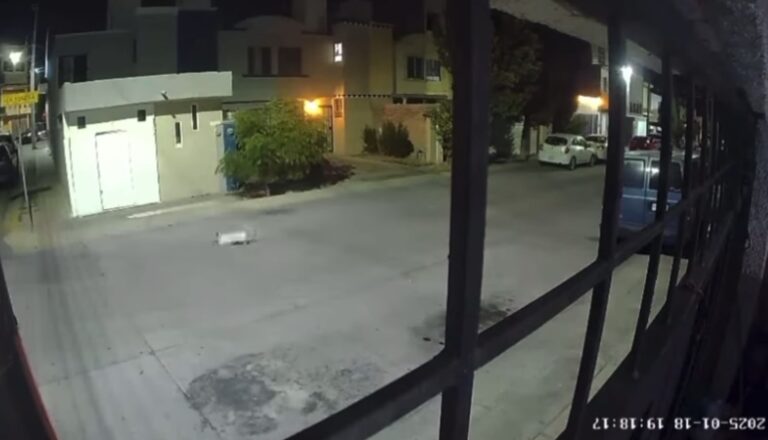 Perrito “Coco” podría alcanzar justicia