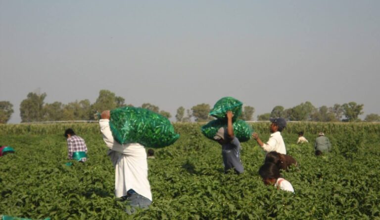 Campesinos migrantes en Aguascalientes carecen de derechos laborales