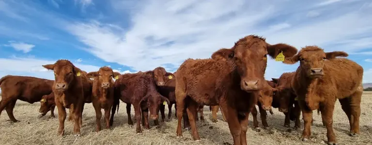Lanzan apoyos para que pequeños productores mejoren la calidad de su ganado