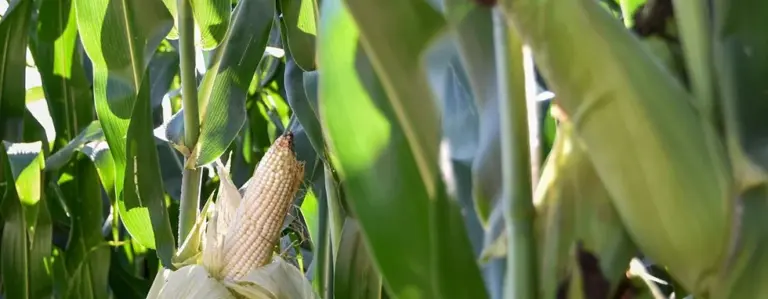 Agricultores podrán acceder a semilla mejorada de maíz
