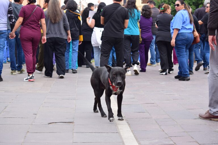 Médicos veterinarios se suman a manifestación nacional, se dicen amenazados