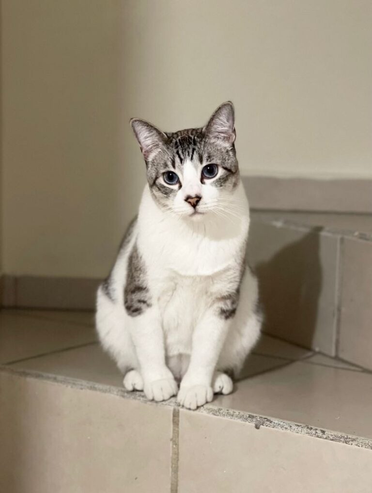 Llaman a evitar regalar animales en Aguascalientes: “Es un acto de responsabilidad”