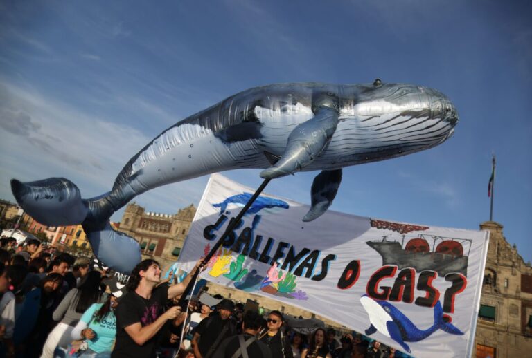 “Ballenas o Gas”: ¿Qué es el Proyecto Saguaro y por qué está alarmando a activistas en México?
