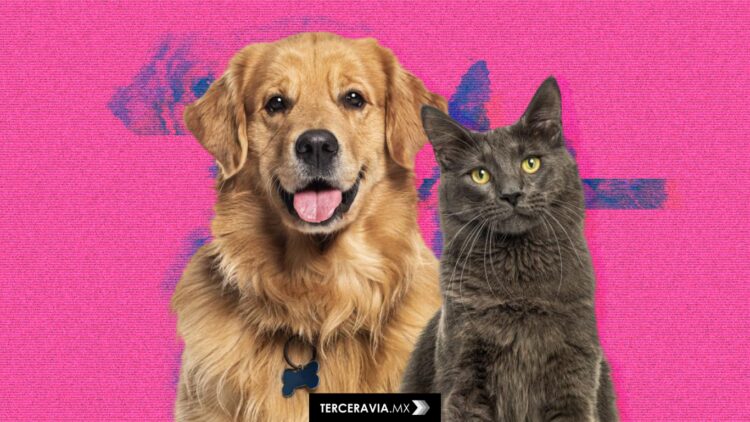 ¡No te dejes engañar! Mitos y verdades sobre la esterilización de tu mascota