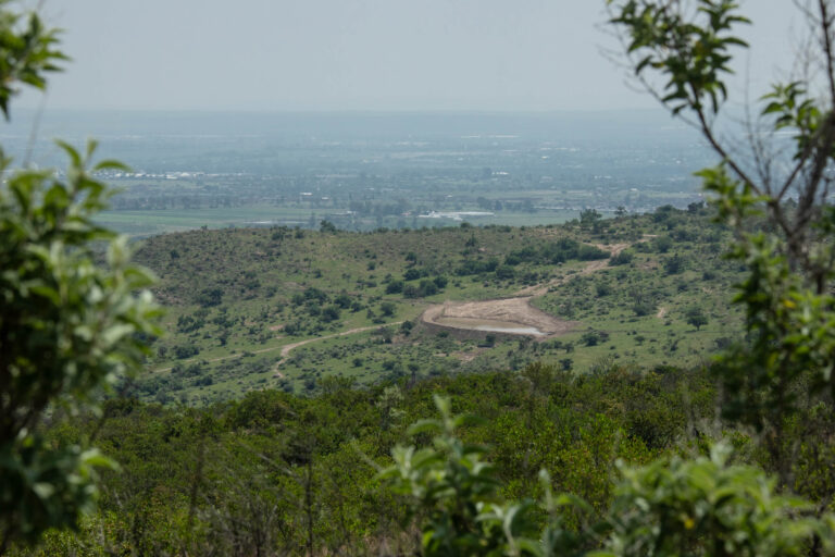 Restauración ecológica postincendio debe basarse en un entendimiento profundo del ecosistema