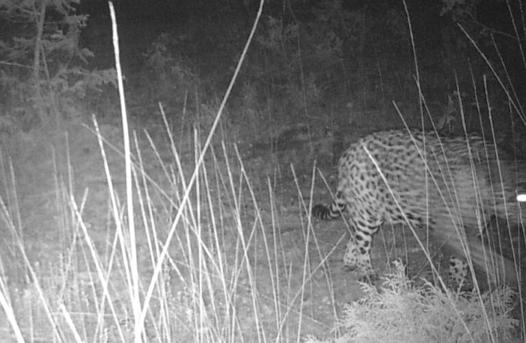 Por primera vez, un ejemplar de jaguar fue captado en territorio de Aguascalientes