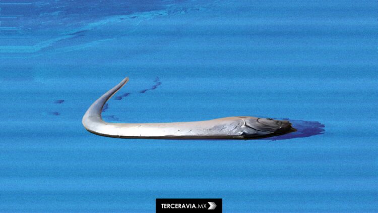 El pez del fin del mundo aparece en México: ¿Profecía, casualidad o solo un turista con suerte?
