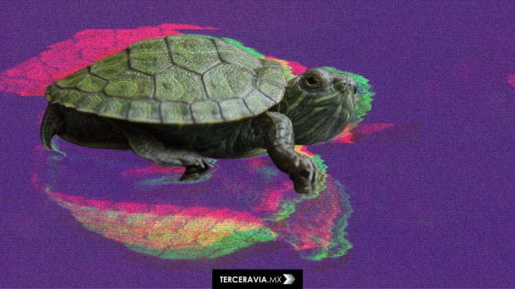 Profepa frustra tráfico ilegal de tortugas y ranas en el AICM con destino a Japón