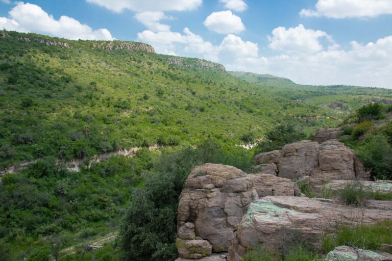 Alteración a los regímenes naturales de fuego presenta nuevos desafíos para la conservación de los ecosistemas