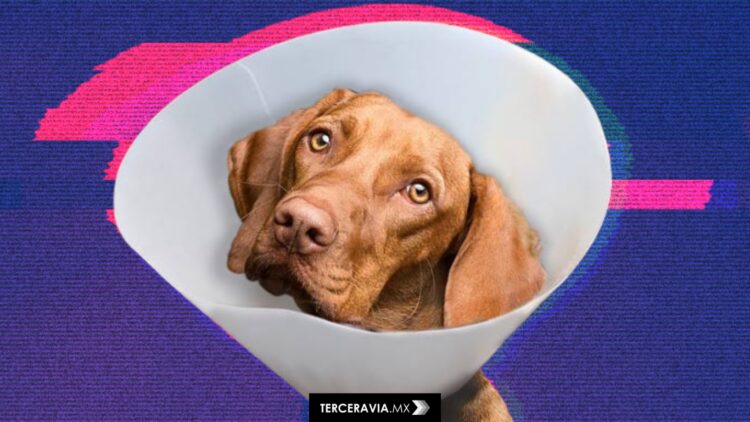 ¿Cómo cuidar a tu mascota después de la esterilización? Una Guía práctica para un postoperatorio sin dramas!