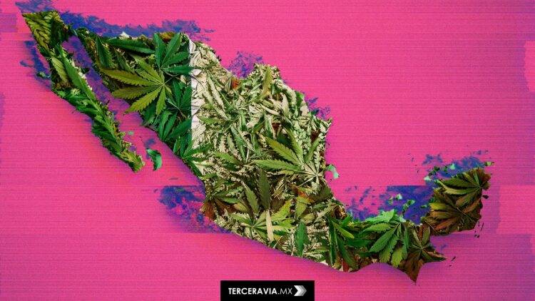 Cannabis y tabú: cómo los mitos siguen frenando su legalización en México