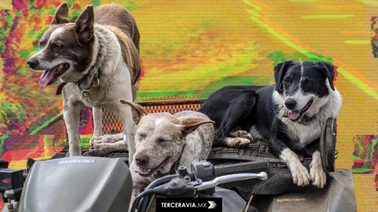 Crueldad sin castigo: el envenenamiento masivo de perros en Puebla que sigue impune