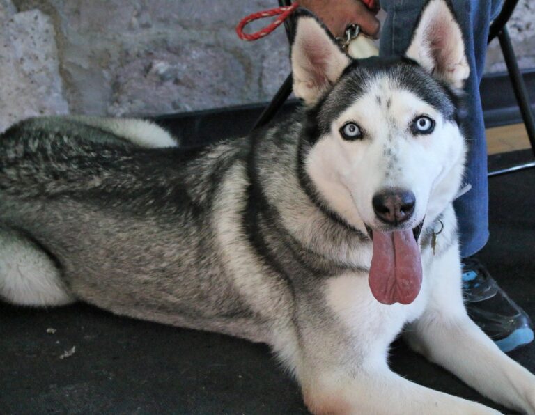 Este viernes servicios veterinarios gratuitos en El Llano Aguascalientes