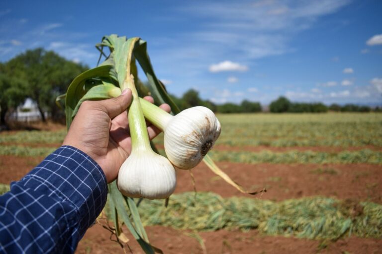 Aguascalientes será sede del Taller Internacional del ajo