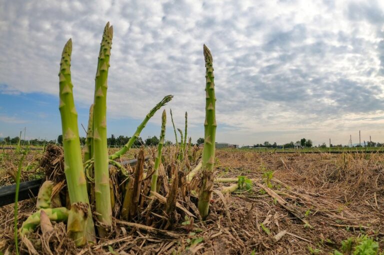 Abierta la convocatoria para la reconversión de cultivos en Aguascalientes