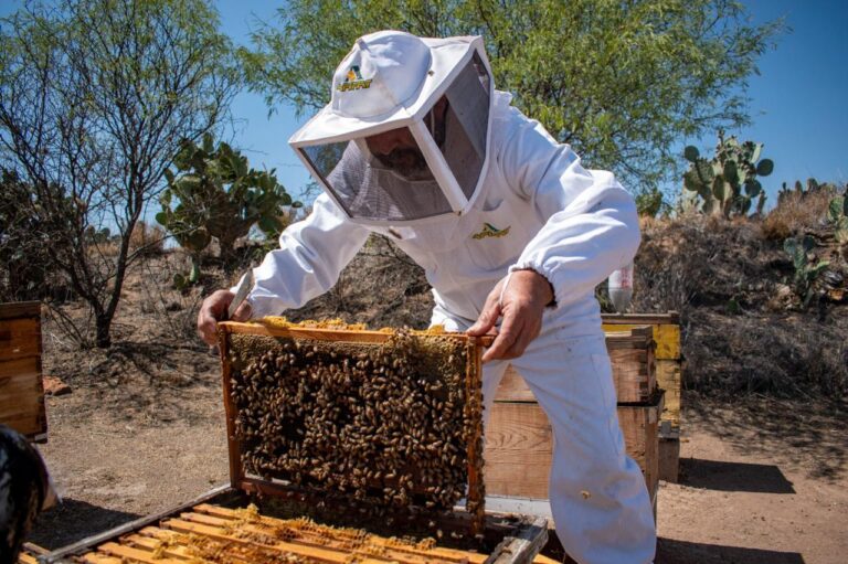 Gobierno del Estado de Aguascalientes apoya a productores de miel para que adquieran alimento para abejas