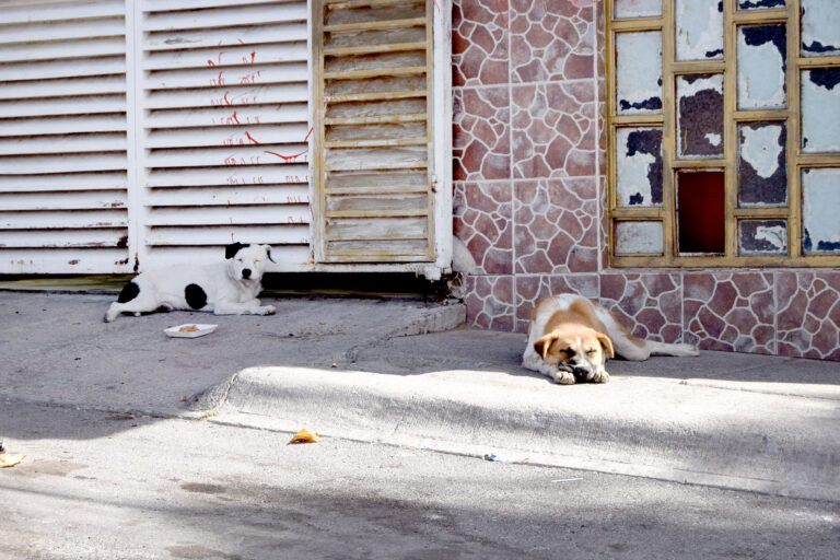 Leonardo Montañez se pronuncia sobre el caso del Centro de Bienestar Animal y la captura de cachorros 