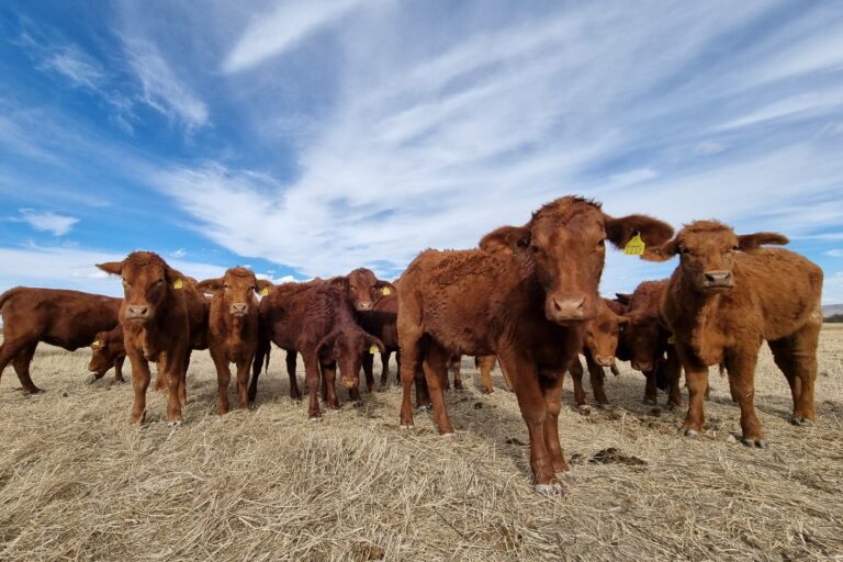 Refuerzan estrategias para prevenir el robo de ganado en Aguascalientes