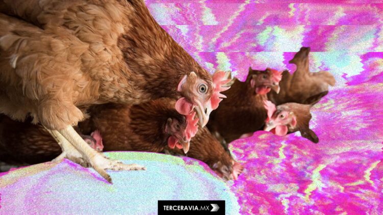 Nuevo brote de gripe aviar en EEUU: H7N9 reaparece con alta tasa de mortalidad