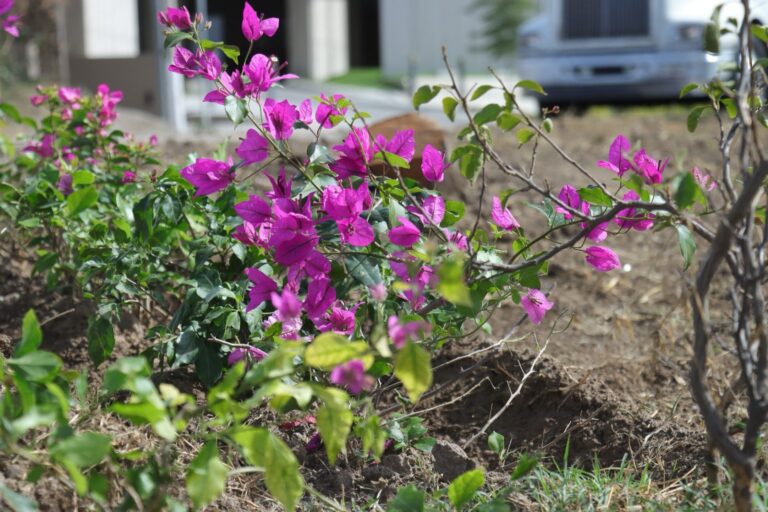 Realizó municipio de Aguascalientes trabajos nocturnos de mantenimiento en el camellón de Bulevar a Zacatecas