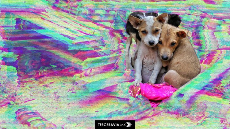 Indignación en Edomex: Investigan carnicería por posible comercialización de carne de perro