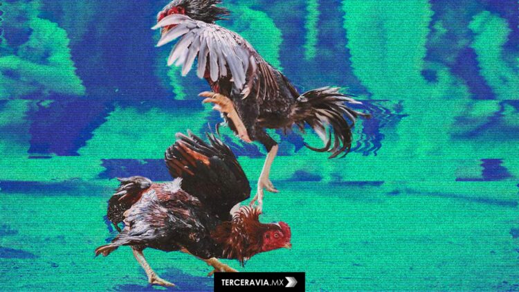 Bienestar animal a la poblana: se prohíben los toros, pero las peleas de gallos siguen siendo “cultura”