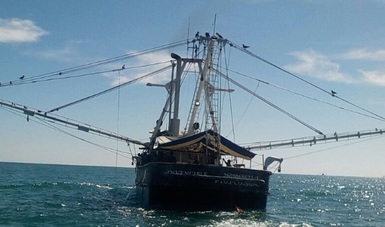 Marina y Profepa aseguran redes ilegales de pesca y rescatan especies protegidas