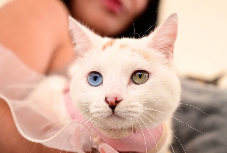 Servicios veterinarios gratuitos este viernes en Rincón de Romos