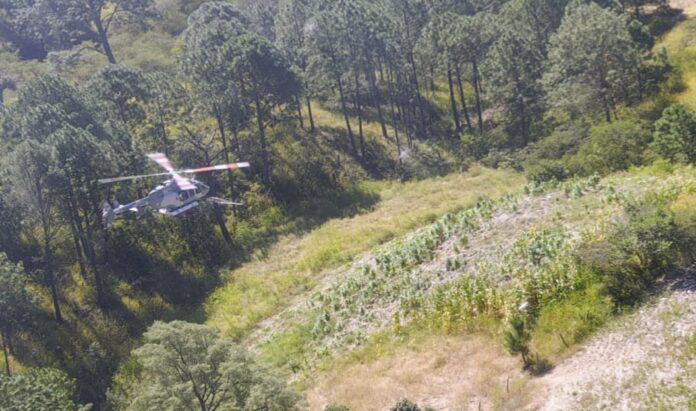 Gabinete de Seguridad, Ejército destruye plantíos de amapola y mariguana