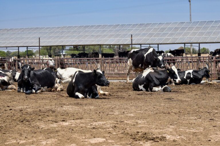 Definen estrategias para incentivar denuncia en el robo de ganado